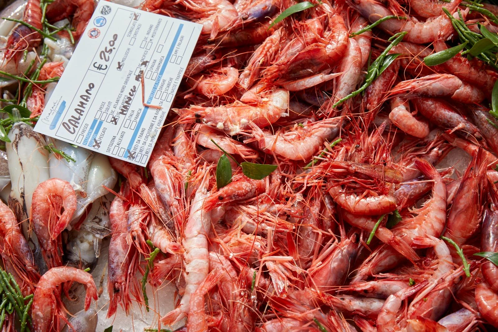 Gamberi freschi selezionati da Mazara Fish