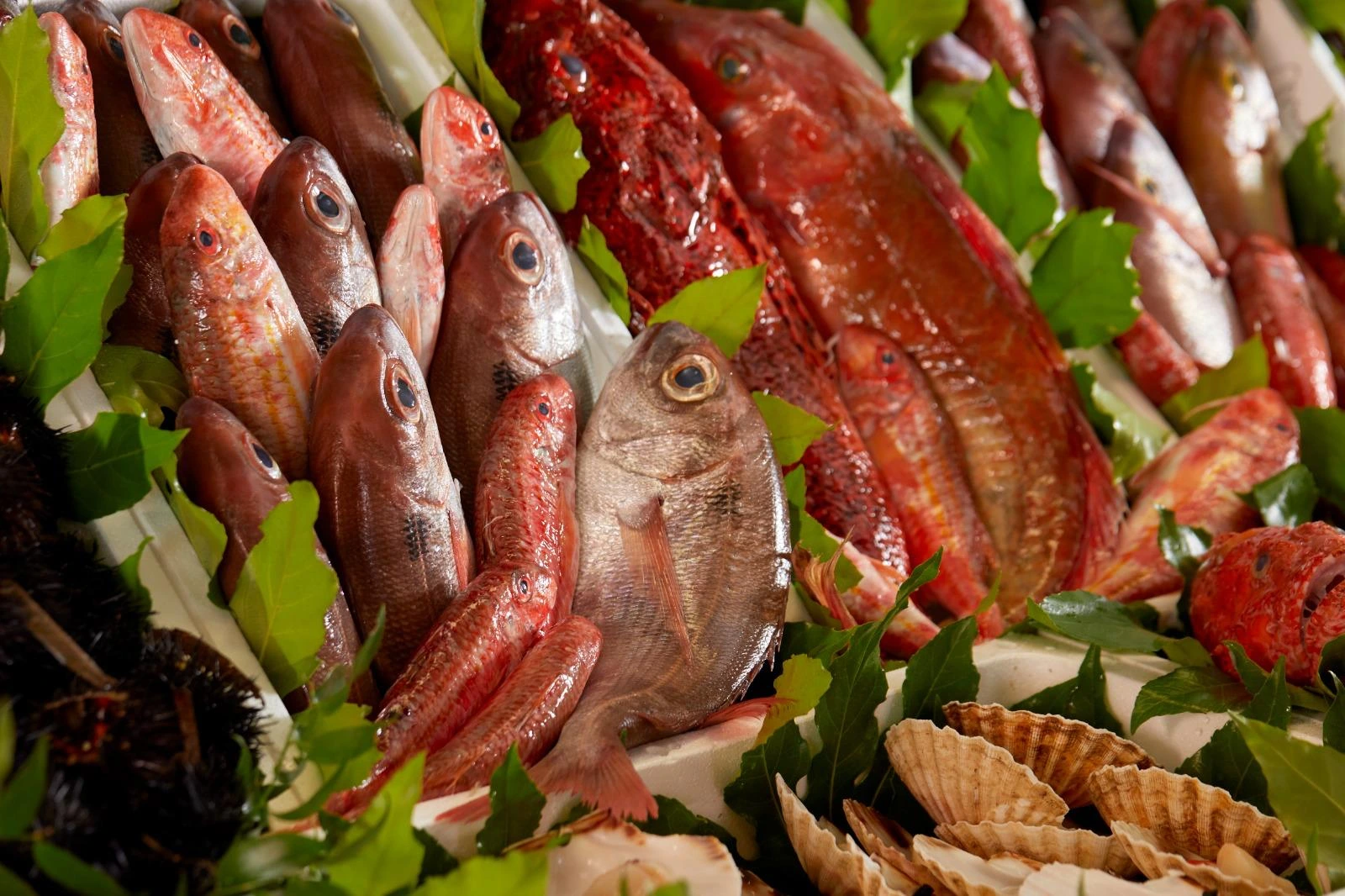 Pesce fresco mediterraneo selezionato da Mazara Fish