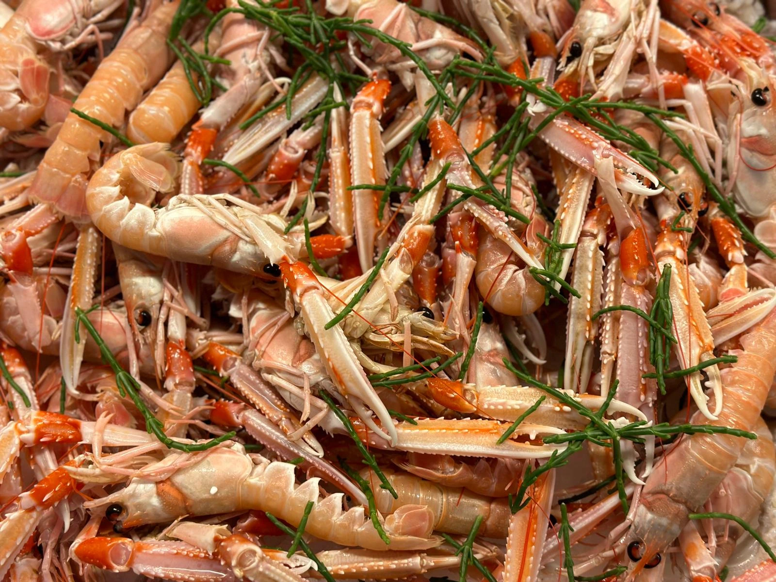 Scampi e crostacei freschi selezionati da Mazara Fish