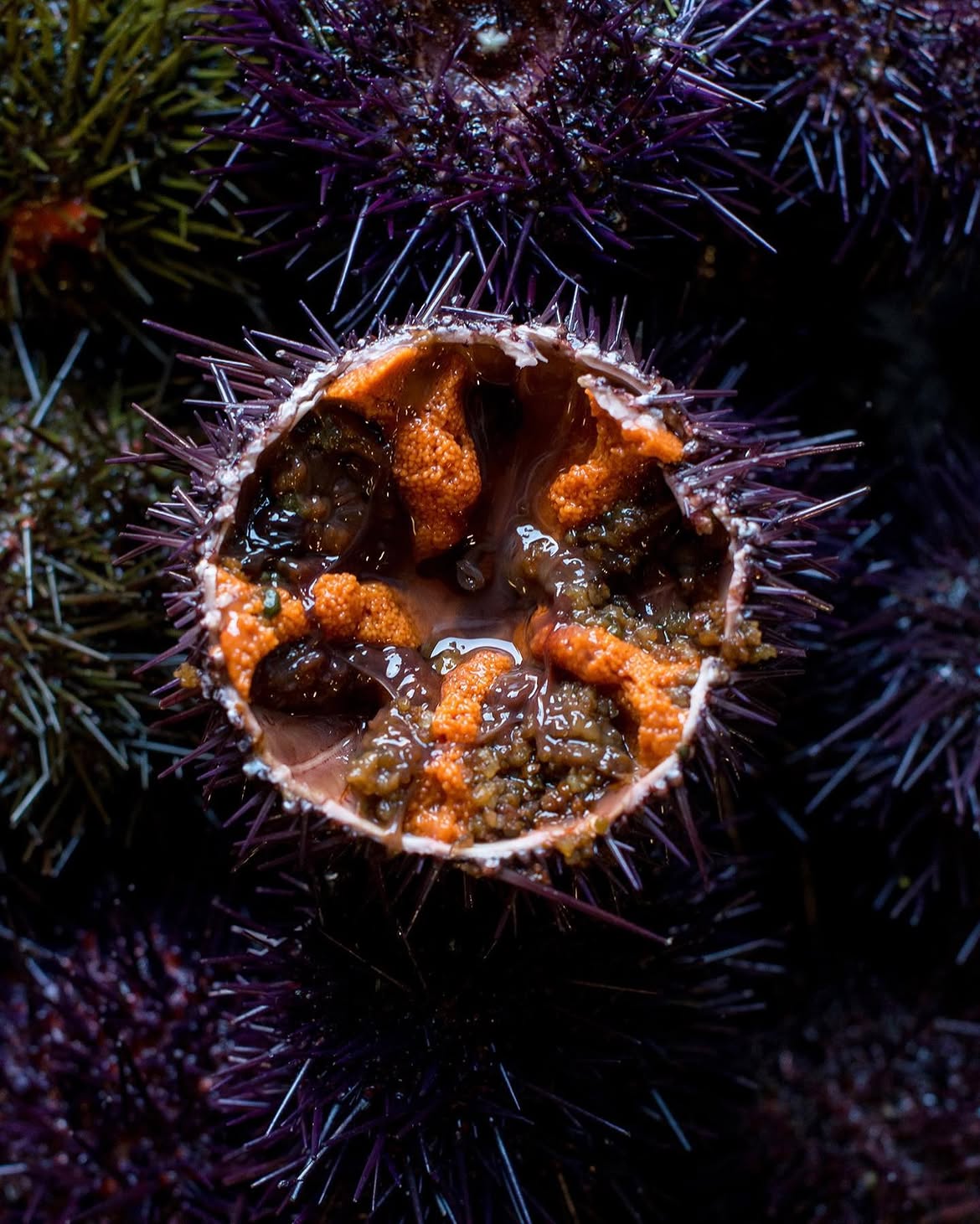 Dettaglio di un riccio di mare